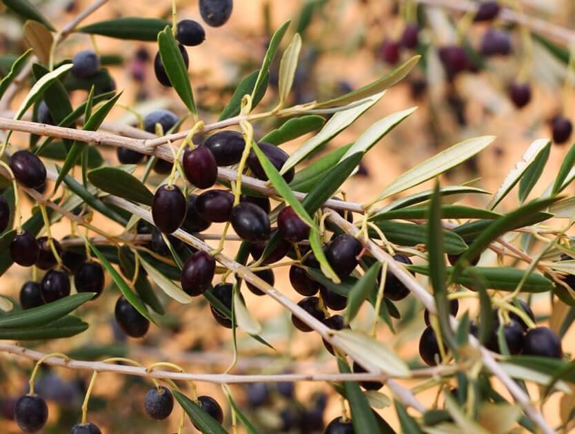 Qartaj_Tunisia_photos_olives_oil_huile_sfax_food_tree_arbre